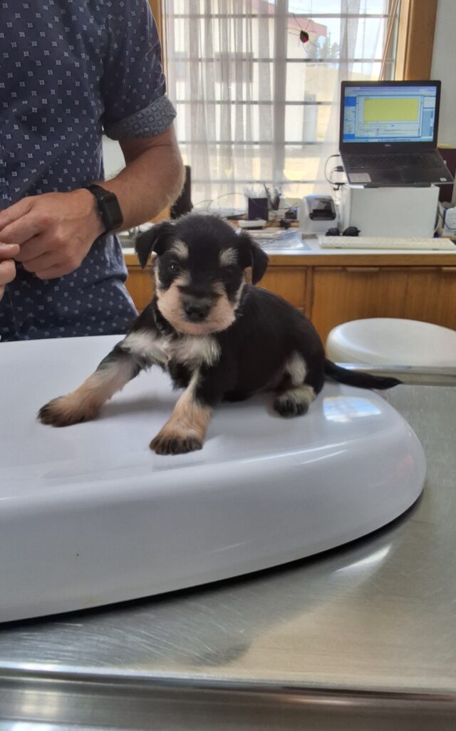 Mini Schnauzer