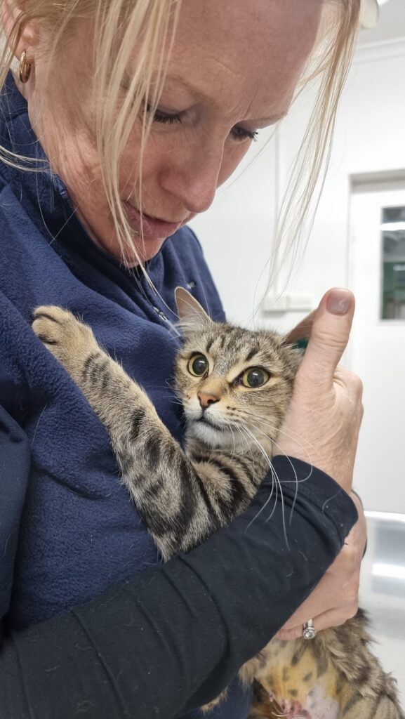 Kitty Vet Check