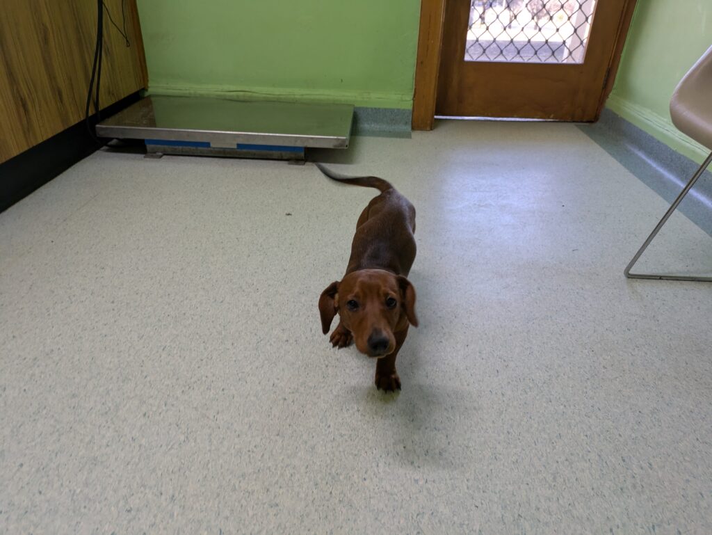 Dashchund at the vet